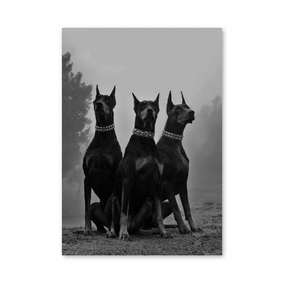 Poster Doberman