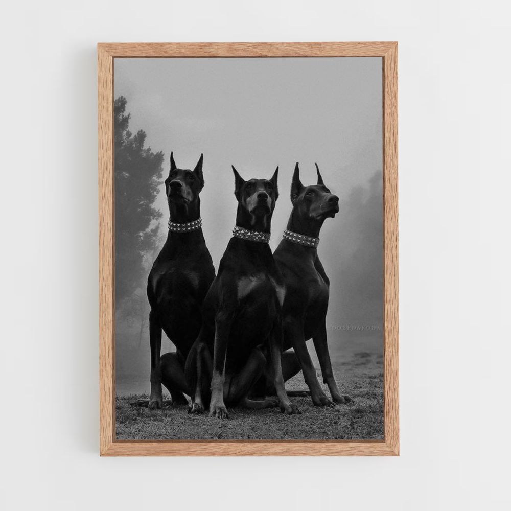 Poster Doberman