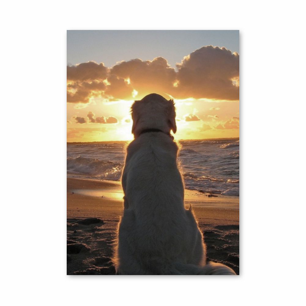 Poster Chien Plage