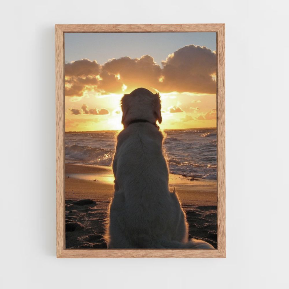 Poster Chien Plage