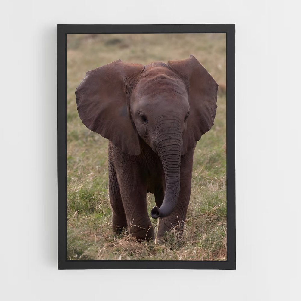 elephant-5 cadre Noir
