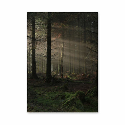 Poster Forêt Sombre