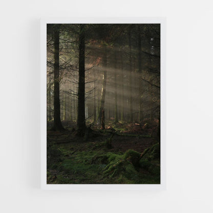 Poster Forêt Sombre