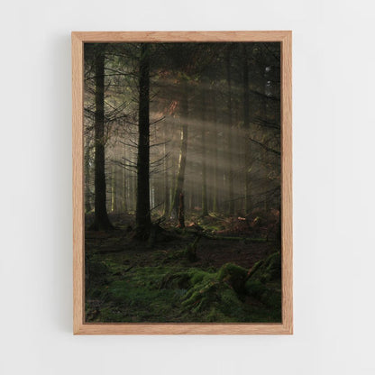 Poster Forêt Sombre