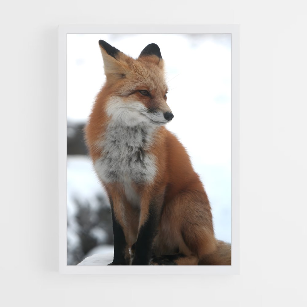 fox-8 cadre Blanc