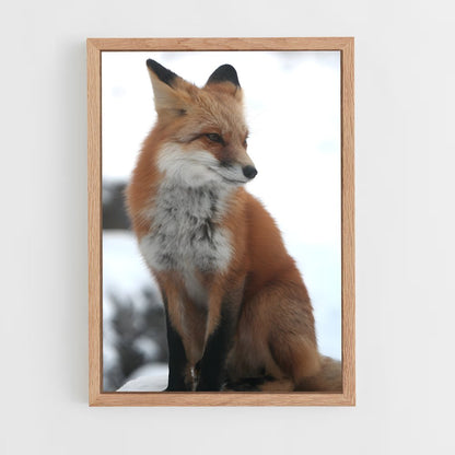 fox-8 cadre Bois clair