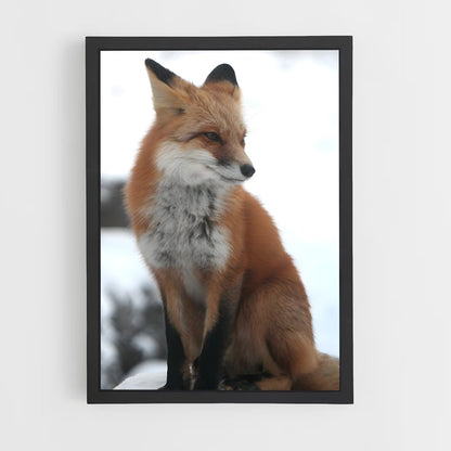 fox-8 cadre Noir