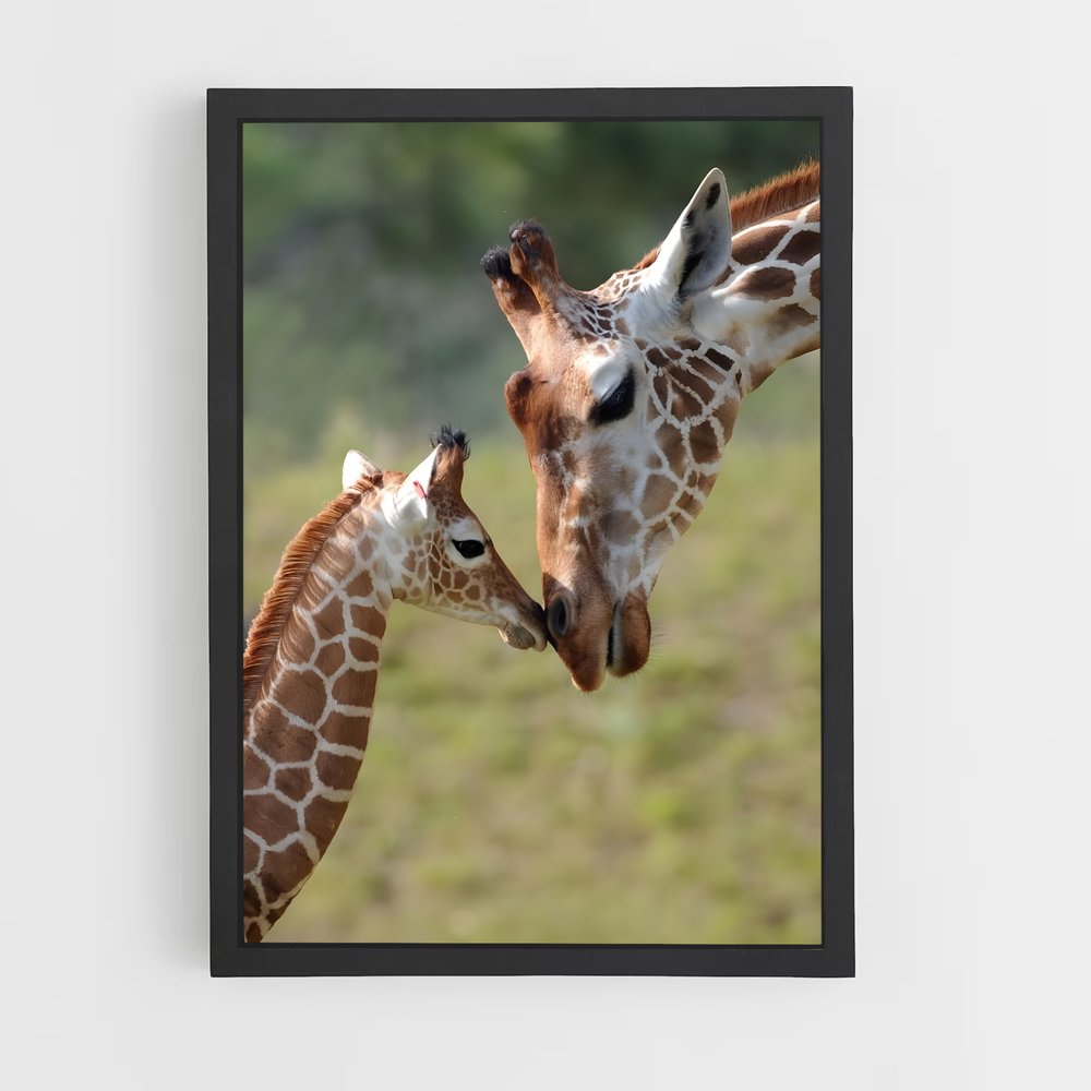 giraffe-1 cadre Noir