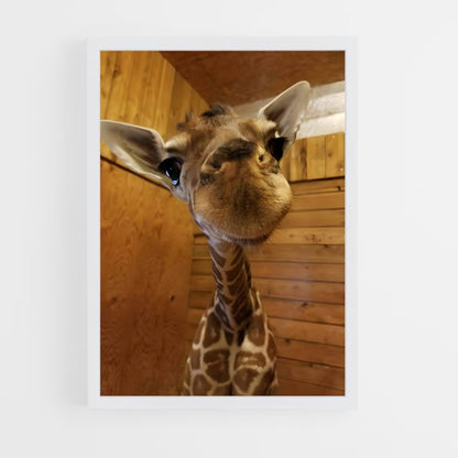 giraffe-6 cadre Blanc