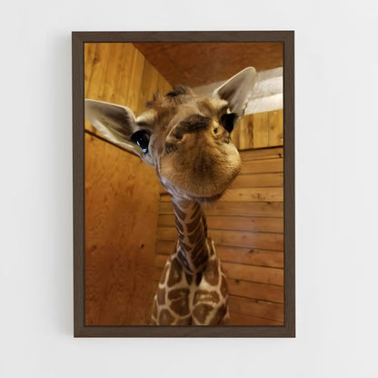 giraffe-6 cadre Bois foncé