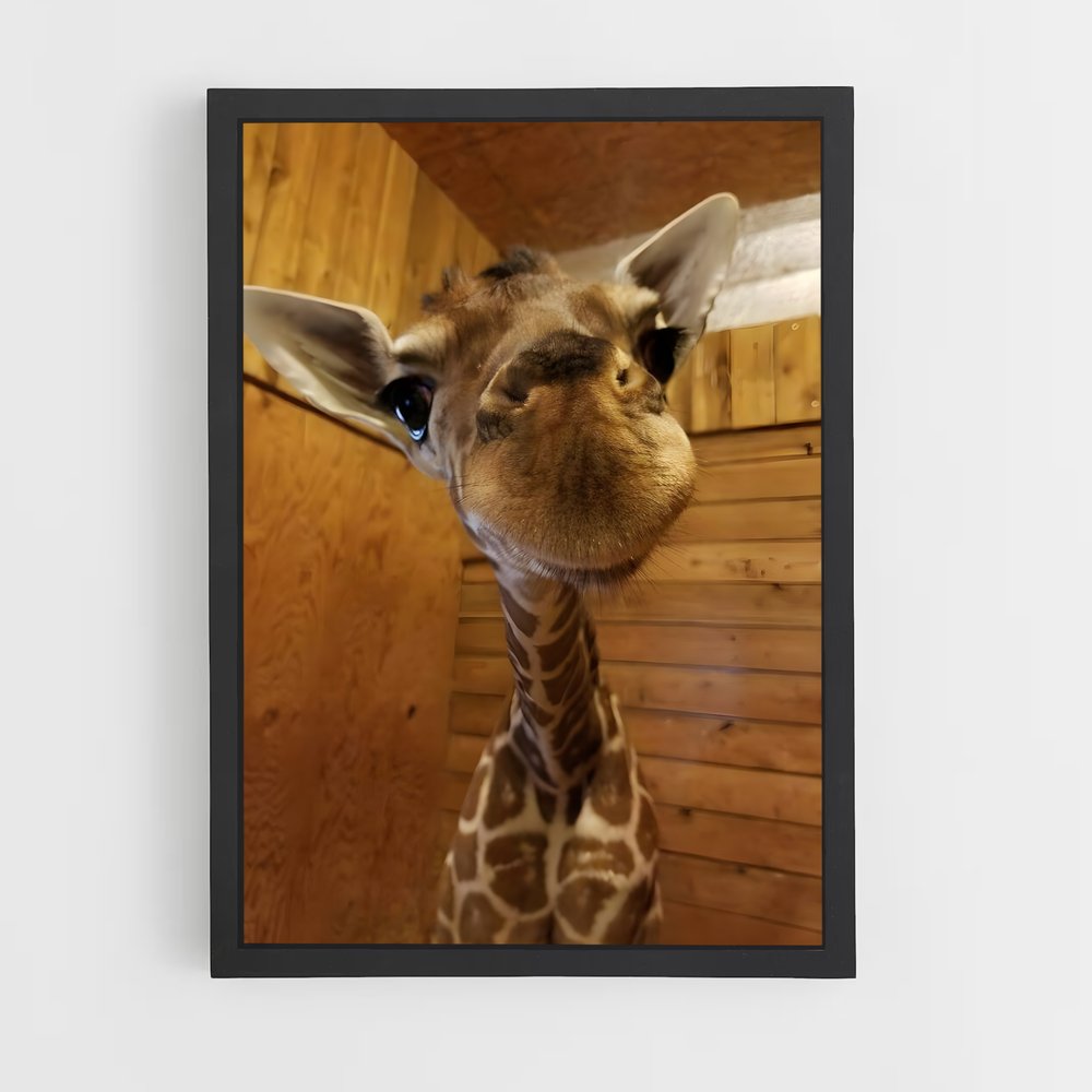 giraffe-6 cadre Noir