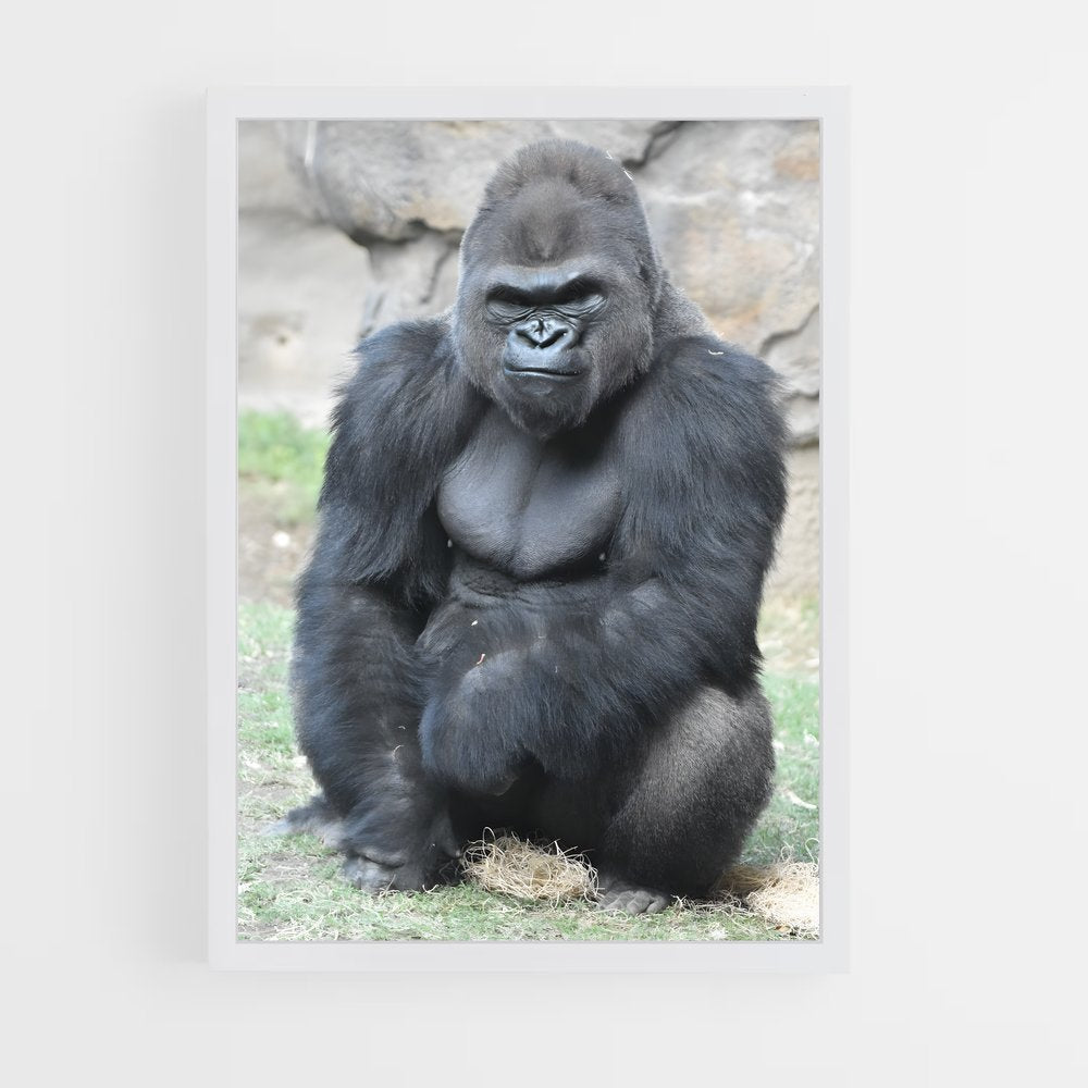 gorilla-1 cadre Blanc
