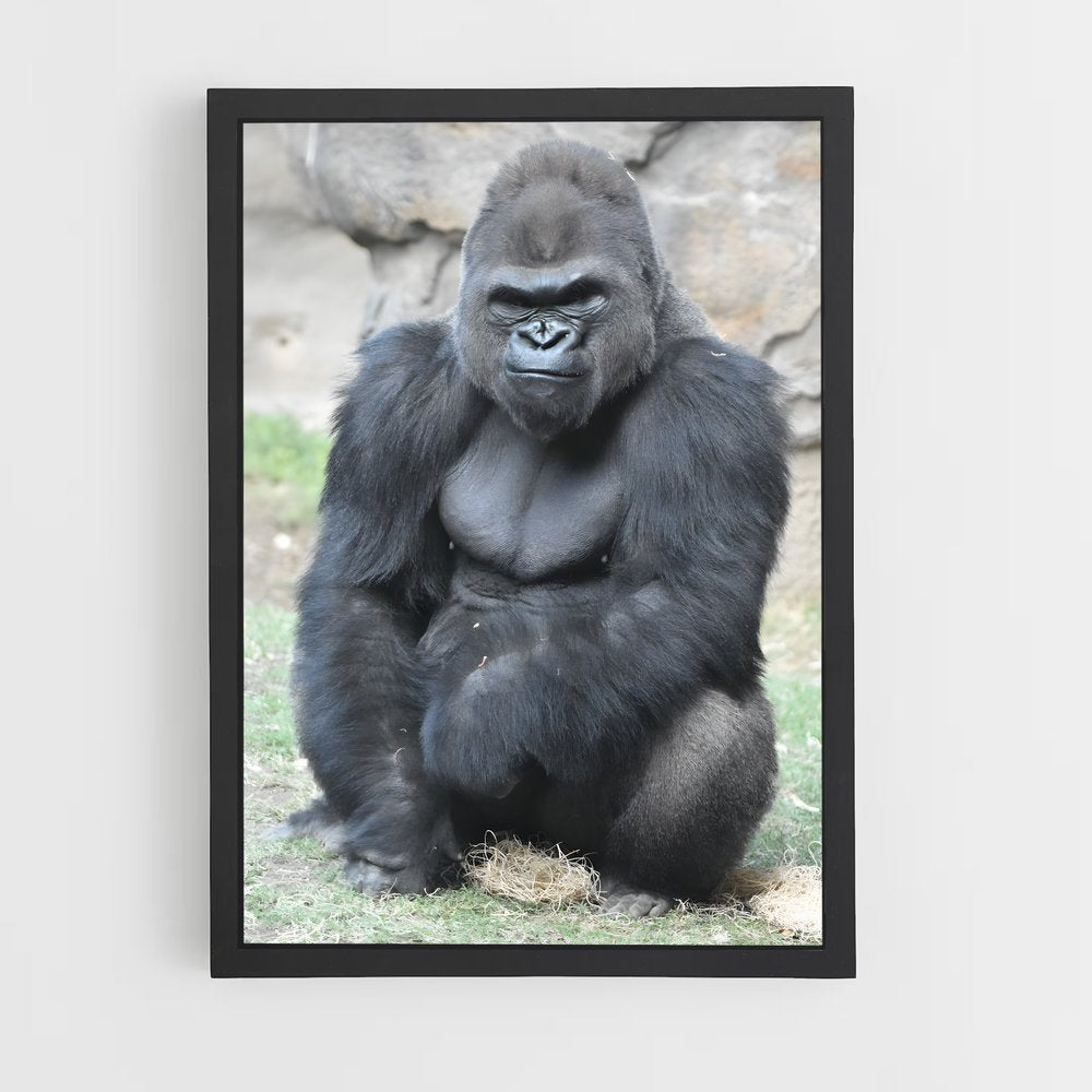 gorilla-1 cadre Noir