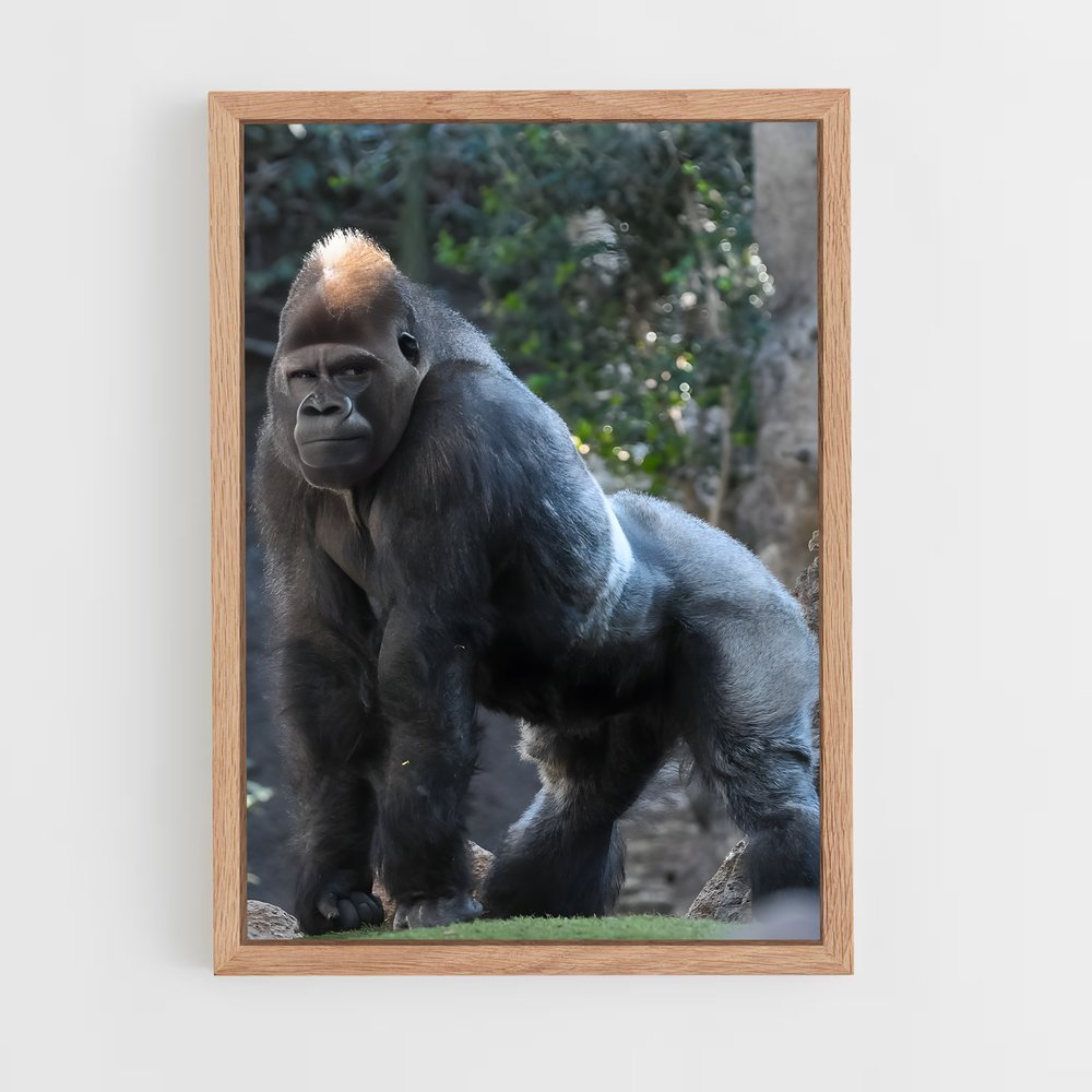 gorilla-4 cadre Bois clair