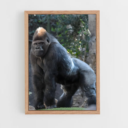 gorilla-4 cadre Bois clair