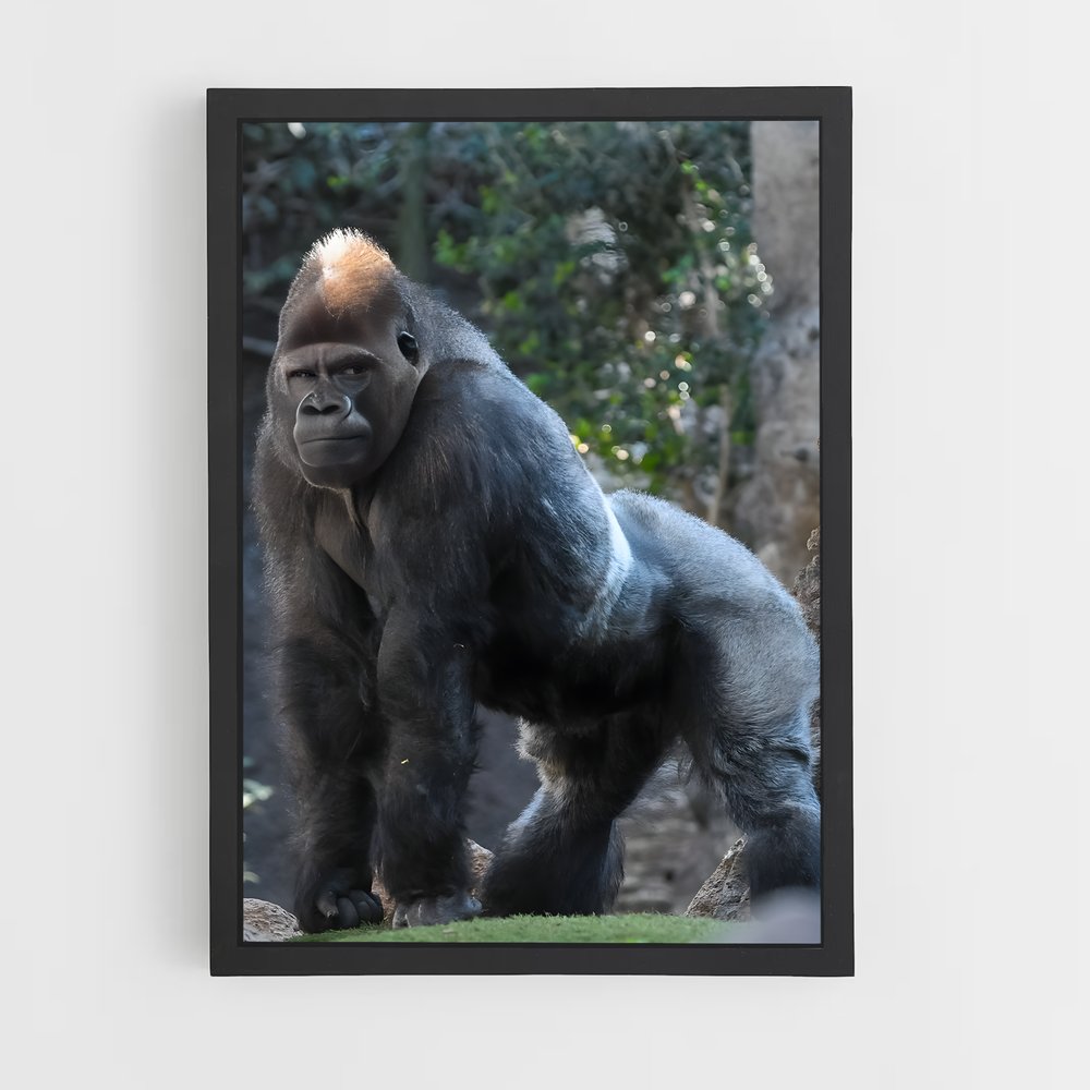 gorilla-4 cadre Noir