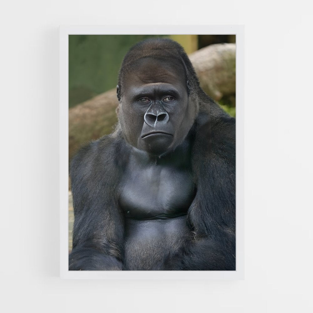 gorilla-7 cadre Blanc