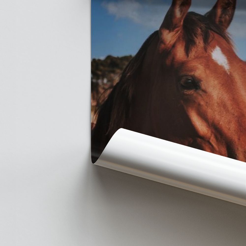 Poster Chevaux Bruns