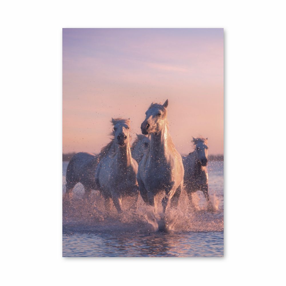 Poster Chevaux Blancs