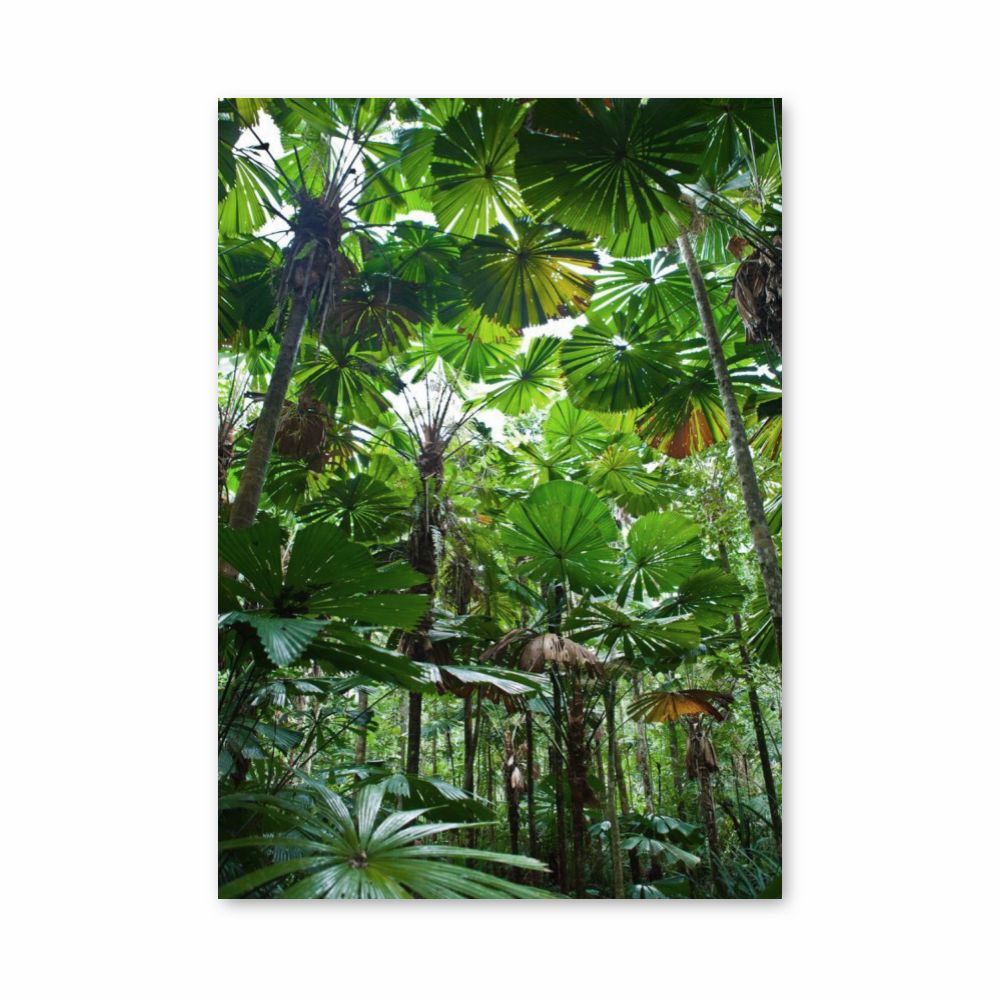 Poster Feuille Jungle