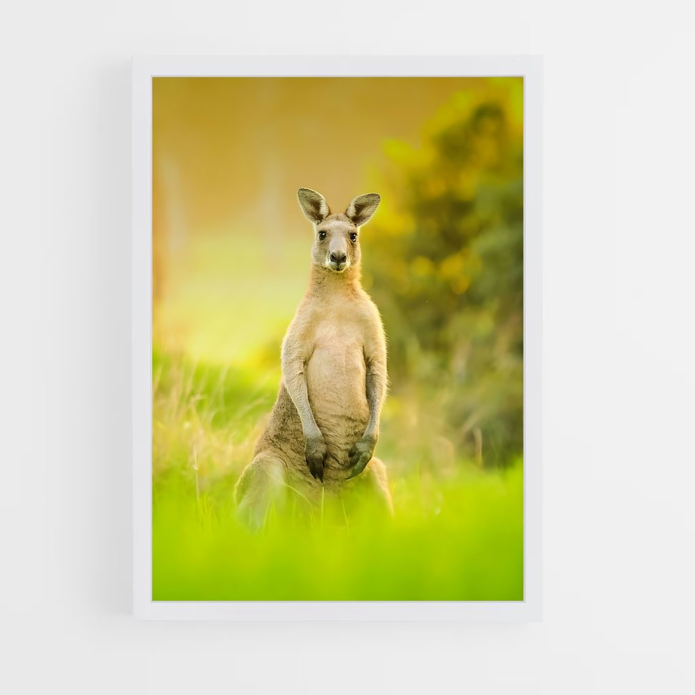kangaroo-9 cadre Blanc