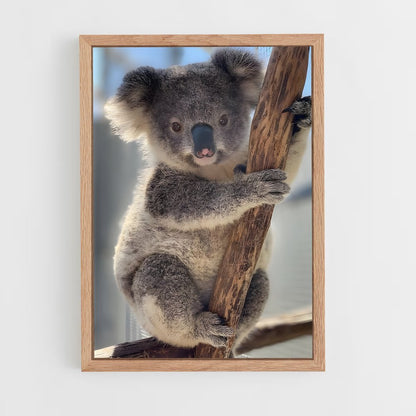 koala-6 cadre Bois clair