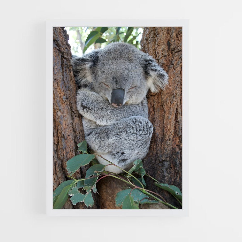 koala-7 cadre Blanc