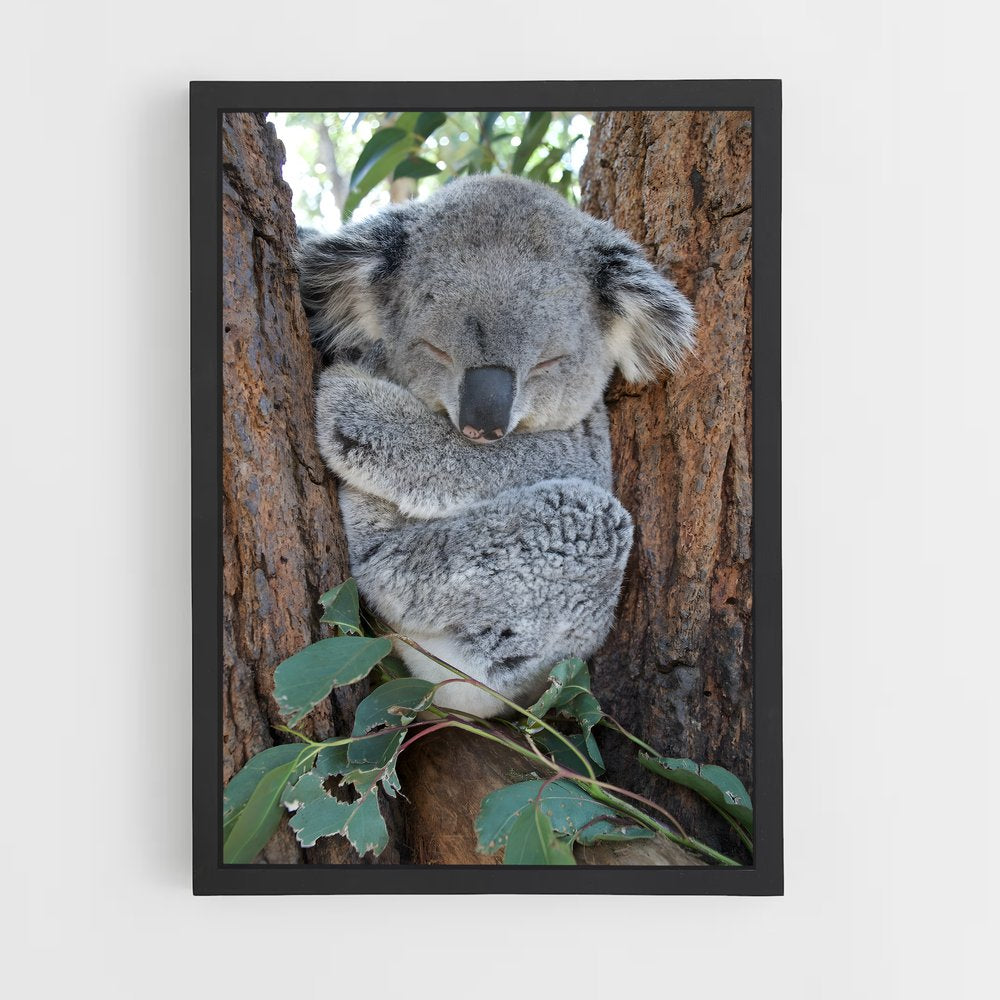 koala-7 cadre Noir