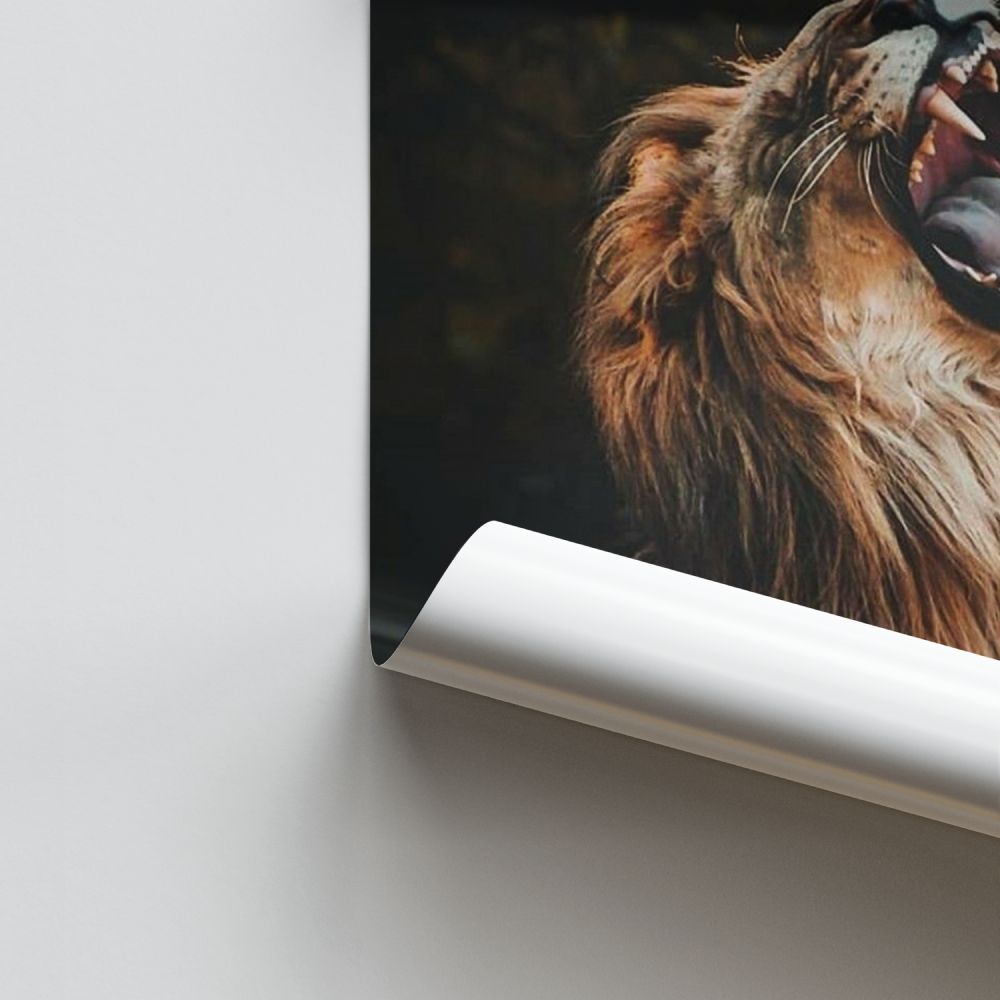 Poster Lion Baille