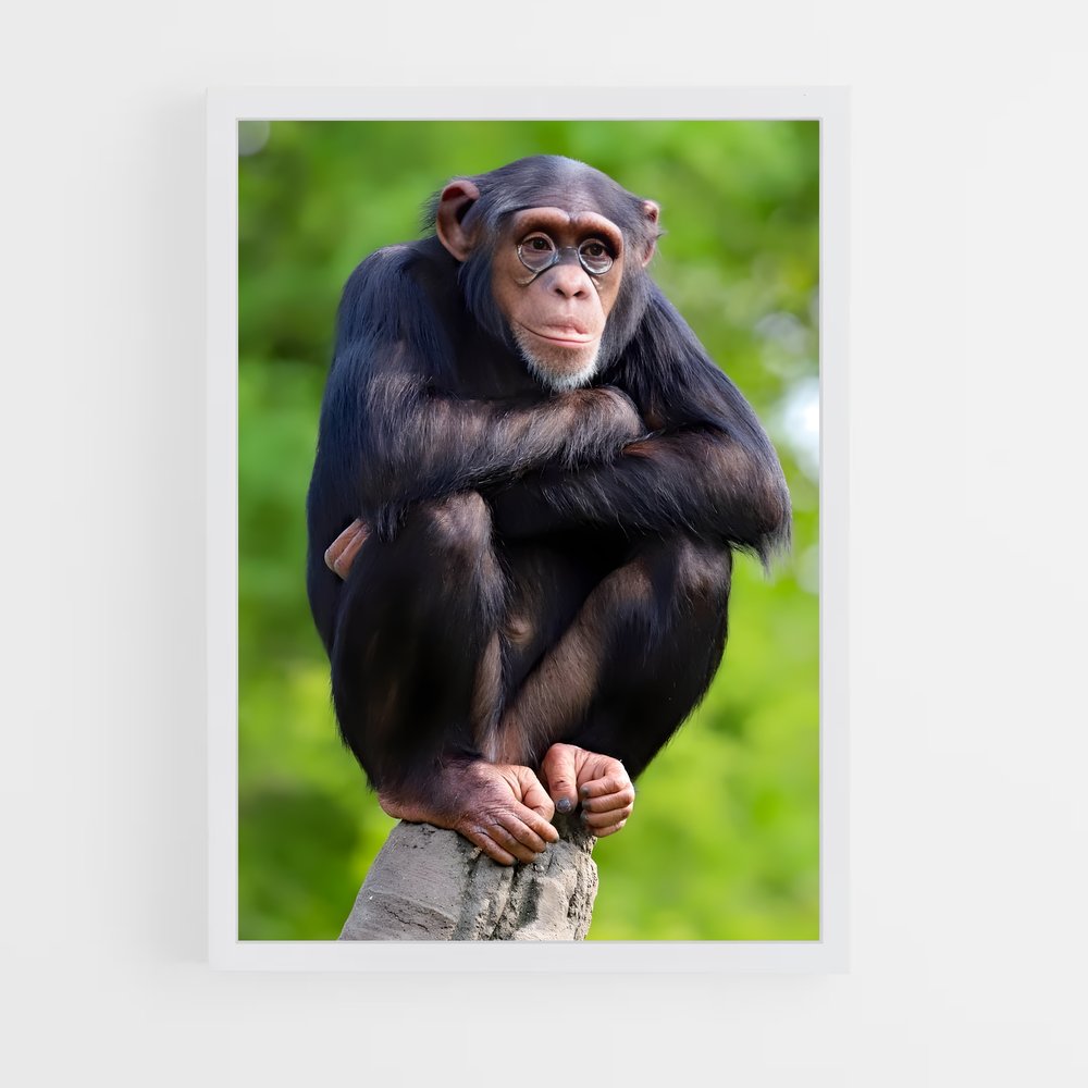 monkey-12 cadre Blanc