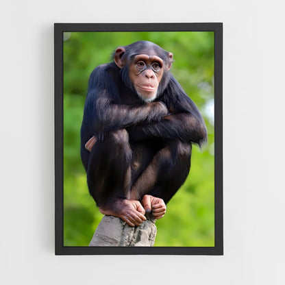 monkey-12 cadre Noir