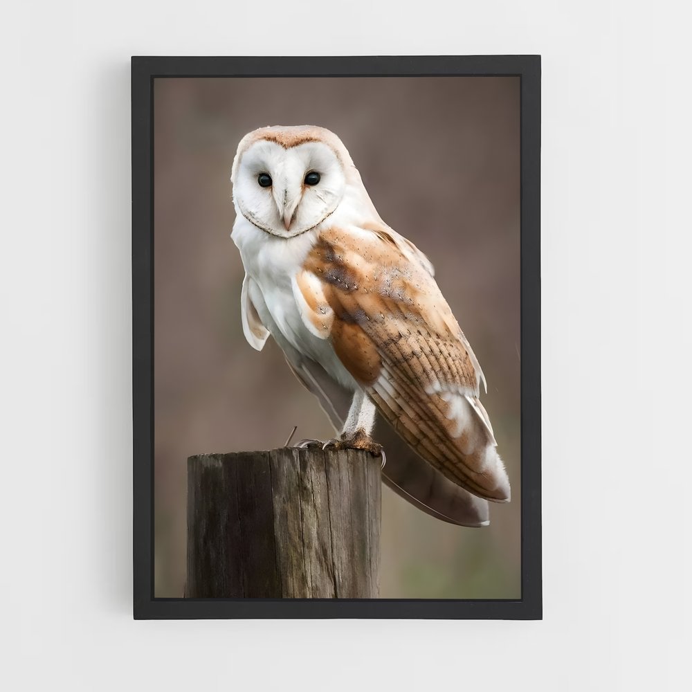 owl-6 cadre Noir