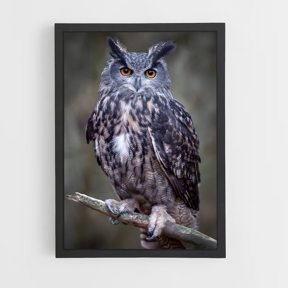 owl-7 cadre Noir
