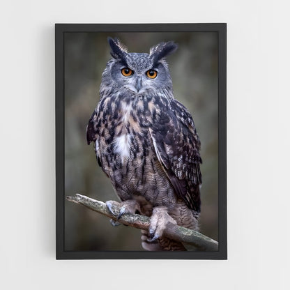 owl-7 cadre Noir