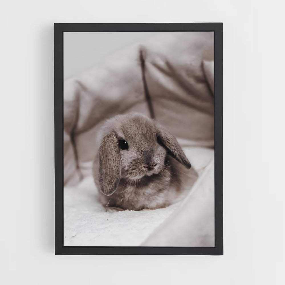 rabbit-8 cadre Noir