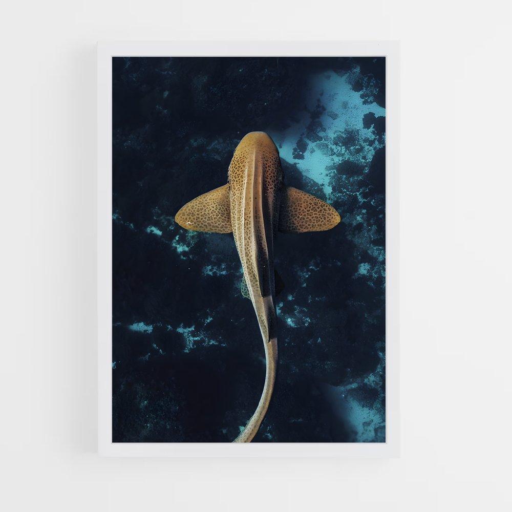 shark-12 cadre Blanc