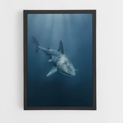 shark-15 cadre Noir