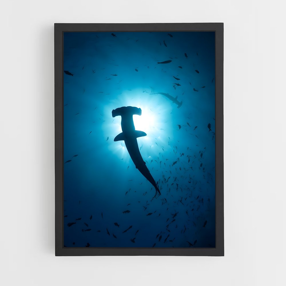 shark-4 cadre Noir