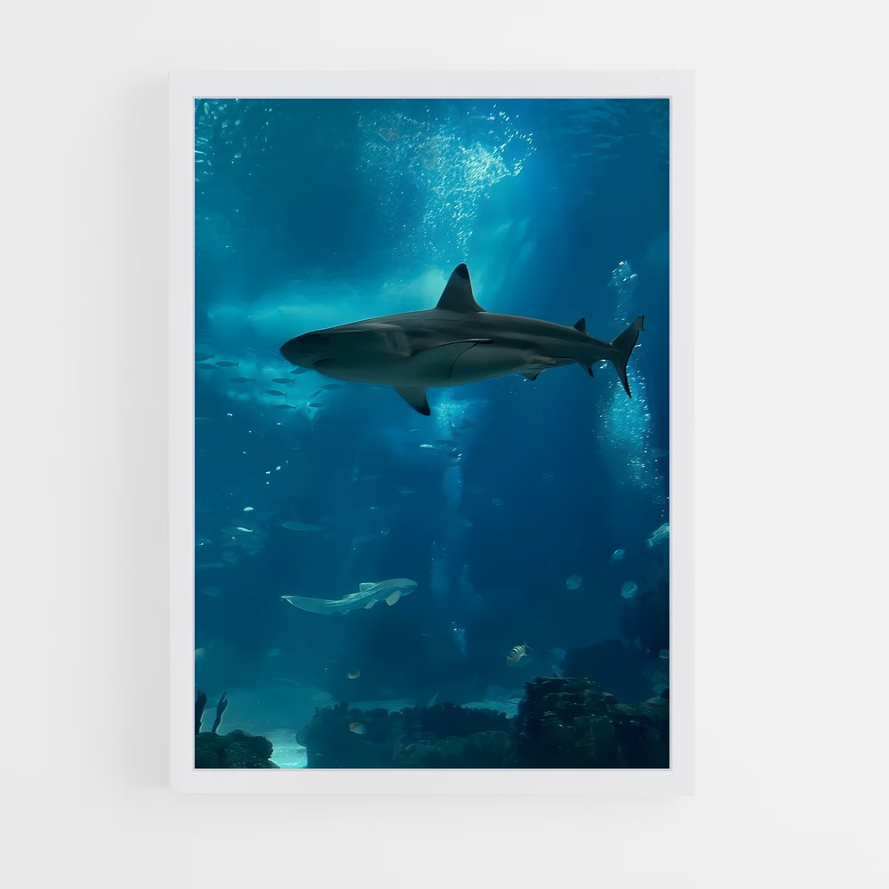 shark-6 cadre Blanc