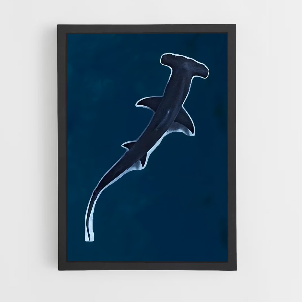 shark-7 cadre Noir