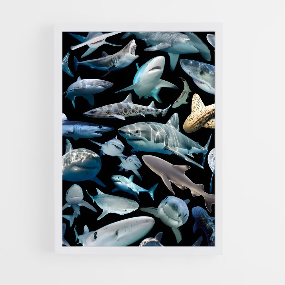 shark-8 cadre Blanc