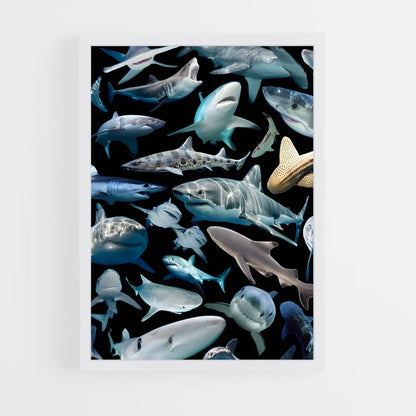 shark-8 cadre Blanc