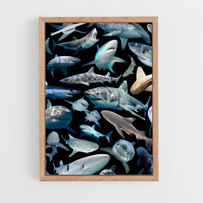 shark-8 cadre Bois clair