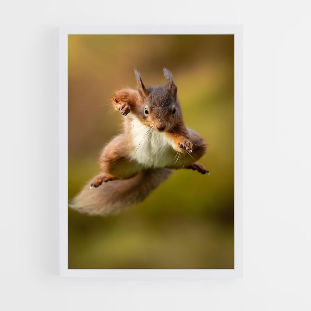 squirrel-4 cadre Blanc