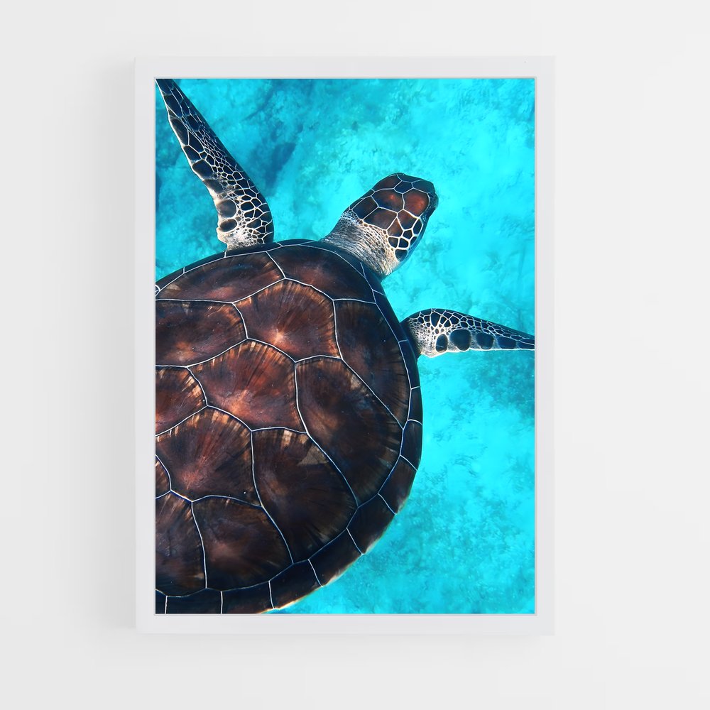 turtle-8 cadre Blanc