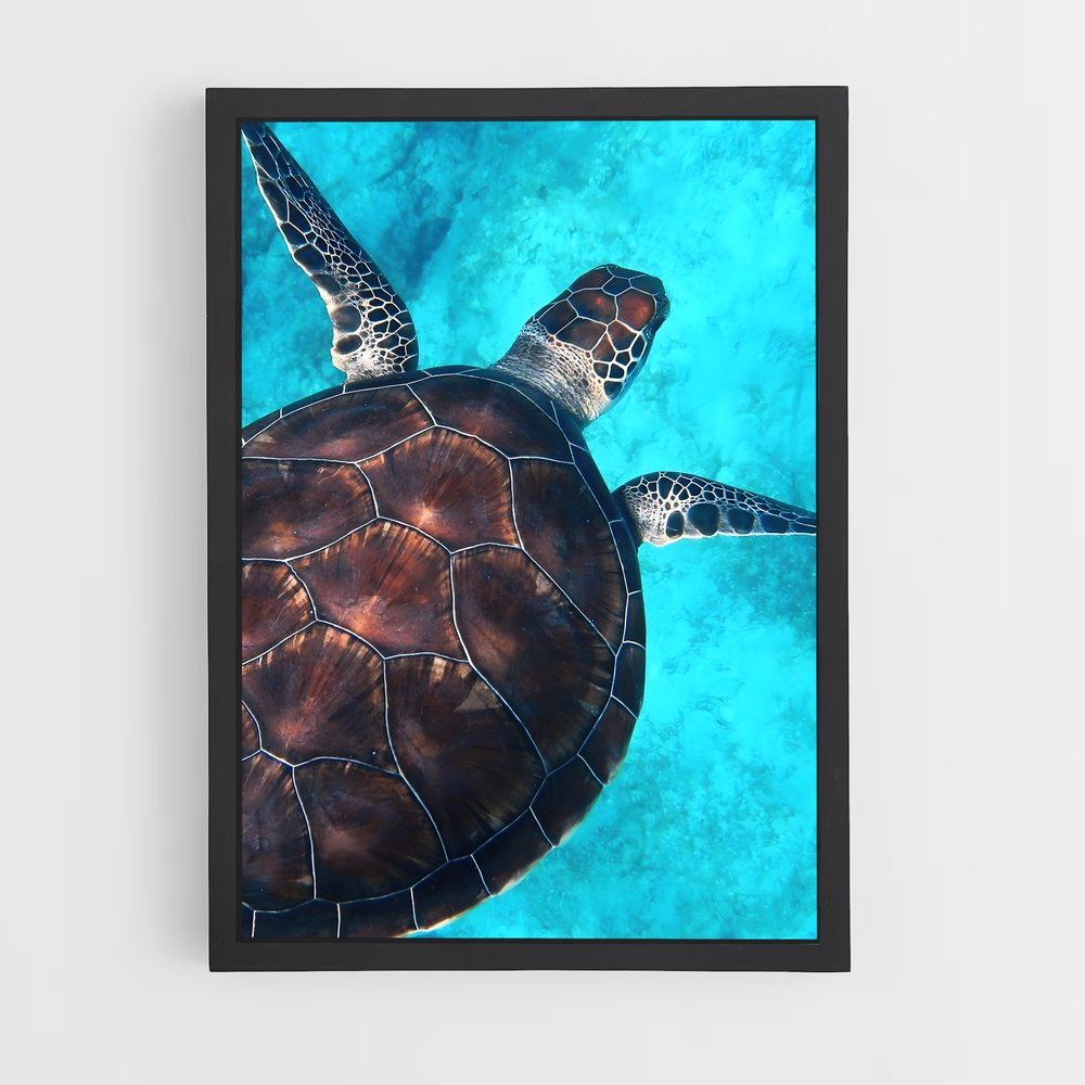 turtle-8 cadre Noir