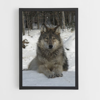 Poster Loup Neige