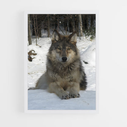 wolf-1 cadre Blanc