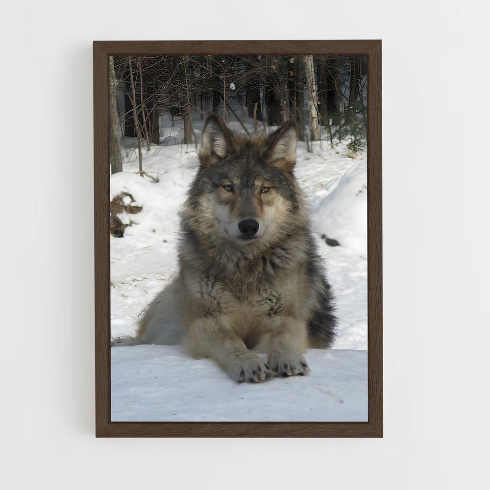 wolf-1 cadre Bois foncé