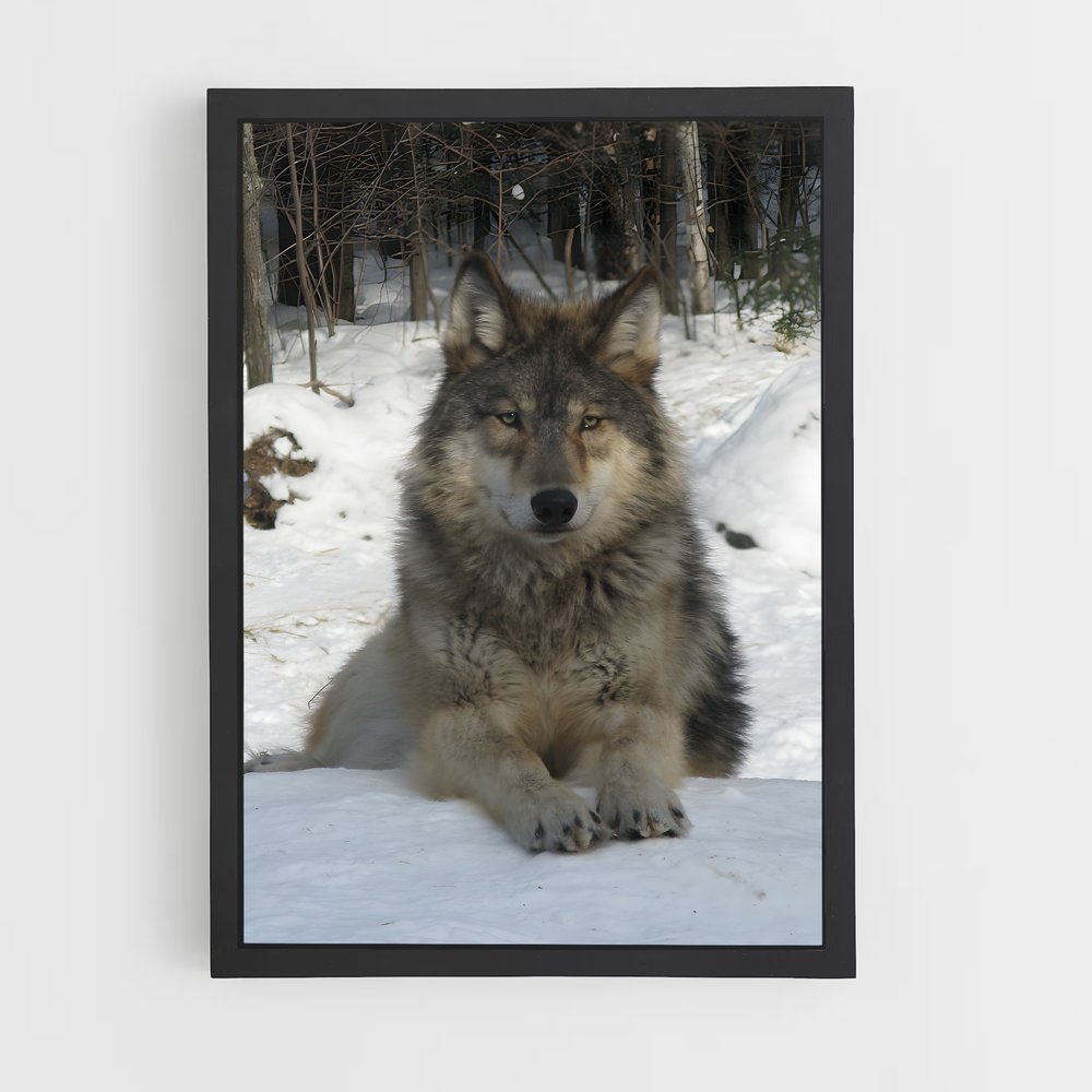 wolf-1 cadre Noir